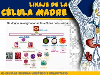 Linaje de la
Célula Madre
    De donde se origina todas las células del sistema
                        inmune




>>> Células Sistema Linfático e inmunitario
 