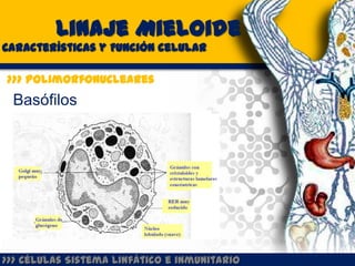 Linaje Mieloide
Características y Función celular

>>> Polimorfonucleares
 Basófilos




>>> Células Sistema Linfático e inmunitario
 