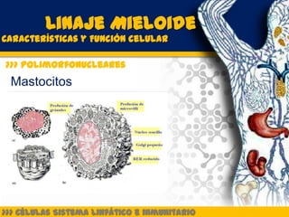 Linaje Mieloide
Características y Función celular

>>> Polimorfonucleares
 Mastocitos




>>> Células Sistema Linfático e inmunitario
 