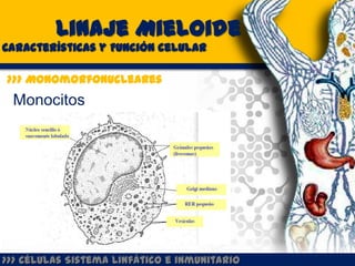 Linaje Mieloide
Características y Función celular

>>> Monomorfonucleares
 Monocitos




>>> Células Sistema Linfático e inmunitario
 