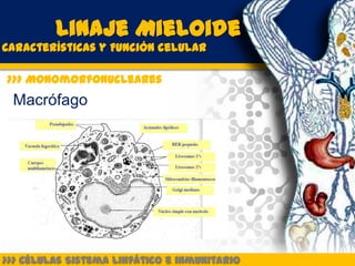 Linaje Mieloide
Características y Función celular

>>> Monomorfonucleares
 Macrófago




>>> Células Sistema Linfático e inmunitario
 