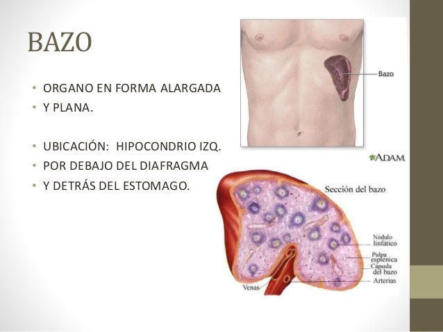 Sistema linfatico
