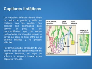Los capilares linfáticos tienen forma
de dedos de guante y están en
contacto con las células. Sus
paredes son permeables para
permitir el paso de las
macromoléculas que no serían
reabsorbidas por el capilar venoso; a
través de ellos, la linfa entra en el
sistema linfático y no poseen
válvulas.
Por término medio, alrededor de una
décima parte del líquido entra en los
capilares linfáticos, en lugar de
volver a la sangre a través de los
capilares venosos.
Capilares linfáticos
 