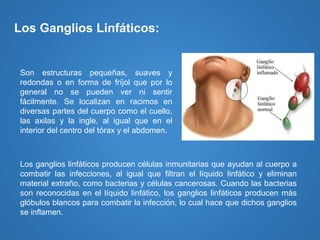 Son estructuras pequeñas, suaves y
redondas o en forma de fríjol que por lo
general no se pueden ver ni sentir
fácilmente. Se localizan en racimos en
diversas partes del cuerpo como el cuello,
las axilas y la ingle, al igual que en el
interior del centro del tórax y el abdomen.
Los Ganglios Linfáticos:
Los ganglios linfáticos producen células inmunitarias que ayudan al cuerpo a
combatir las infecciones, al igual que filtran el líquido linfático y eliminan
material extraño, como bacterias y células cancerosas. Cuando las bacterias
son reconocidas en el líquido linfático, los ganglios linfáticos producen más
glóbulos blancos para combatir la infección, lo cual hace que dichos ganglios
se inflamen.
 