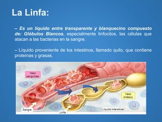 – Es un líquido entre transparente y blanquecino compuesto
de: Glóbulos Blancos, especialmente linfocitos, las células que
atacan a las bacterias en la sangre.
– Líquido proveniente de los intestinos, llamado quilo, que contiene
proteínas y grasas.
La Linfa:
 