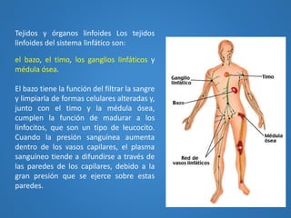el bazo, el timo, los ganglios linfáticos y
médula ósea.
El bazo tiene la función del filtrar la sangre
y limpiarla de formas celulares alteradas y,
junto con el timo y la médula ósea,
cumplen la función de madurar a los
linfocitos, que son un tipo de leucocito.
Cuando la presión sanguínea aumenta
dentro de los vasos capilares, el plasma
sanguíneo tiende a difundirse a través de
las paredes de los capilares, debido a la
gran presión que se ejerce sobre estas
paredes.
Tejidos y órganos linfoides Los tejidos
linfoides del sistema linfático son:
 