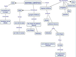 Sistema linfatico expo