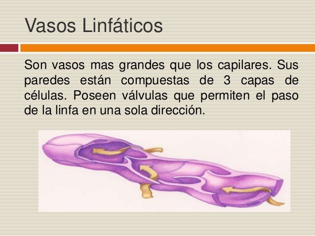 Sistema Linfático (vasos, linfa y fisiología)