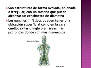  Son  estructuras de forma ovalada, aplanada
  o irregular, con un tamaño que puede
  alcanzar un centímetro de diámetro
 Los ganglios linfáticos pueden tener una
  ubicación superficial como en la cara,
  cuello, axilas o ingle o en áreas más
  profundas donde son más numerosos
 