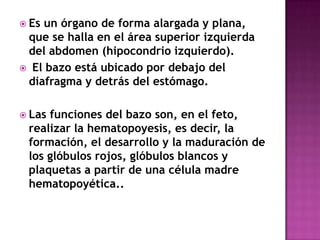  Esun órgano de forma alargada y plana,
 que se halla en el área superior izquierda
 del abdomen (hipocondrio izquierdo).
 El bazo está ubicado por debajo del
 diafragma y detrás del estómago.

 Lasfunciones del bazo son, en el feto,
 realizar la hematopoyesis, es decir, la
 formación, el desarrollo y la maduración de
 los glóbulos rojos, glóbulos blancos y
 plaquetas a partir de una célula madre
 hematopoyética..
 