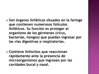  Son órganos linfáticos situados en la faringe
 que contienen numerosos folículos
 linfáticos. Su función es proteger al
 organismo de los gérmenes (virus,
 bacterias, hongos) que puedan ingresar por
 las vías digestivas o respiratorias.

 Contienelinfocitos que reaccionan
 rápidamente ante la presencia de
 microorganismos que ingresen por las
 cavidades bucal y nasal.
 