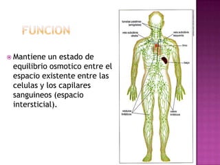  Mantiene  un estado de
 equilibrio osmotico entre el
 espacio existente entre las
 celulas y los capilares
 sanguineos (espacio
 intersticial).
 