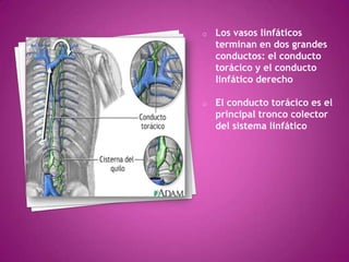o   Los vasos linfáticos
    terminan en dos grandes
    conductos: el conducto
    torácico y el conducto
    linfático derecho

o   El conducto torácico es el
    principal tronco colector
    del sistema linfático
 