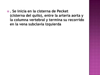 . Se inicia en la cisterna de Pecket
 (cisterna del quilo), entre la arteria aorta y
 la columna vertebral y termina su recorrido
 en la vena subclavia izquierda
 