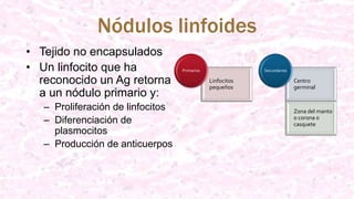 Nódulos linfoides
Linfocitos
pequeños
Primarios
Centro
germinal
Zona del manto
o corona o
casquete
Secundarios
• Tejido no encapsulados
• Un linfocito que ha
reconocido un Ag retorna
a un nódulo primario y:
– Proliferación de linfocitos
– Diferenciación de
plasmocitos
– Producción de anticuerpos
 