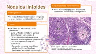 Nódulos linfoides
• Es el resultado de la estimulación antigénica
a la que han sido sometidos los linfocitos B
Centro germinal:
• Clara y oscura (cantidad de células
presentes)
• Clara: Linfocitos inmaduros grandes
(Linfoblastos y plamoblastos)
• Oscura: Linfoblastos intensamente
basófilos, linfocitos grandes y medianos y
células en diferenciación hacia
plasmáticas
• Se pueden encontrar macrófagos y
células dendríticas foliculares
(Mantienen la memoria inmunológica)
2 zonas:
• Banda de linfocitos pequeños densamente
aglomerados alrededor del centro germinal
Casquete/Zona del manto o Corona:
 