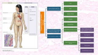 Organizacióndeltejido
linfoide
Órganos linfoides específicos
TEJIDO LINFOIDE CAPSULADO
Timo
Bazo
Ganglios linfáticos
Masa de tejido linfoide asociada o
incluida en otros órganos TEJIDO
LINFOIDE NO CAPSULADO
Amígdalas
Placas de Peyer
Tejido linfoide asociado con la piel
Células linfoides que infiltran,
normal o patológicamente, los
tejidos epiteliales y conjuntivos
Tejido linfoide asociado con
mucosas
Tracto digestivo
Tracto respiratorio
Tracto urinario
Cercanía del ojo y la nariz
Células circulantes en sangre y linfa
 