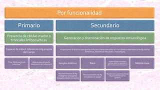 Por funcionalidad
Primario
Presencia de células madre o
troncales linfopoyéticas
Capaces de inducir tolerancia a Ag propios
del cuerpo
Timo: Maduración de
LinfocitosT
Médula ósea del adulto:
Maduración de Linfocitos B
Secundario
Generación y diseminación de respuesta inmunológica
Proporcionan el entorno para que los linfocitos interactúen entre sí o con células presentadoras de Ag (células
dendríticas, dendríticas foliculares o macrófagos)
Ganglios linfáticos
Reconocimiento de Ag
endógenos y exógenos
recogidos desde los tejidos
Bazo
Reconocimiento de Ag
circulantes en sangre
Tejidos linfoides asociados a
mucosas (MALT) y piel (SALT),
(BALT) submucosa de bronquios
Recolección y presentación de
Ag provenientes de los
epitelios
Médula ósea
 