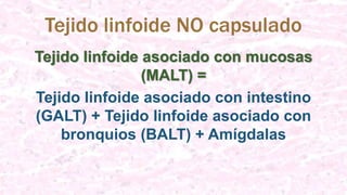 Tejido linfoide NO capsulado
Tejido linfoide asociado con mucosas
(MALT) =
Tejido linfoide asociado con intestino
(GALT) + Tejido linfoide asociado con
bronquios (BALT) + Amígdalas
 