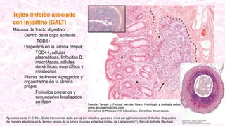 Tejido linfoide asociado
con intestino (GALT)
Mucosa de tracto digestivo
Dentro de la capa epitelial:
TCD8+
Dispersos en la lámina propia:
TCD4+, células
plasmáticas, linfocitos B,
macrófagos, células
dendríticas, eosinófilos y
mastocitos
Placas de Peyer: Agregados y
organizados en la lámina
propia
Folículos primarios y
secundarios localizados
en íleon
Apéndice cecal H-E 40x. Corte transversal de la pared del intestino grueso a nivel del apéndice cecal; linfocitos dispuestos
de manera aleatoria en la lámina propia de la túnica mucosa entre las criptas de Lieberkhün (*), folículo linfoide (flechas).
 