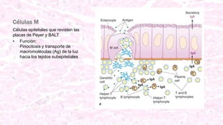 Células M
Células epiteliales que revisten las
placas de Peyer y BALT
• Función:
Pinocitosis y transporte de
macromoléculas (Ag) de la luz
hacia los tejidos subepiteliales
 