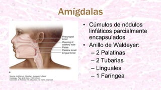 Amígdalas
• Cúmulos de nódulos
linfáticos parcialmente
encapsulados
• Anillo de Waldeyer:
– 2 Palatinas
– 2 Tubarias
– Linguales
– 1 Faríngea
 