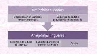 Amígdalas linguales
Superficie de la base
de la lengua
Cubiertas por epitelio
plano estratificado
Criptas
Amígdalas tubarias
Desembocan en los tubos
faringotimpánicos
Cubiertas de epitelio
pseudoestratificado ciliado
 