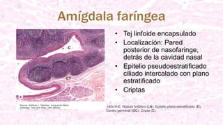 Amígdala faríngea
• Tej linfoide encapsulado
• Localización: Pared
posterior de nasofaringe,
detrás de la cavidad nasal
• Epitelio pseudoestratificado
ciliado intercalado con plano
estratificado
• Criptas
140x H-E. Nódulo linfático (LN), Epitelio plano estratificado (E),
Centro germinal (GC). Cripta (C).
 