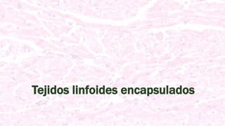 Tejidos linfoides encapsulados
 