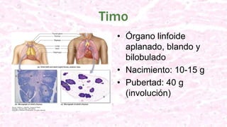 Timo
• Órgano linfoide
aplanado, blando y
bilobulado
• Nacimiento: 10-15 g
• Pubertad: 40 g
(involución)
 