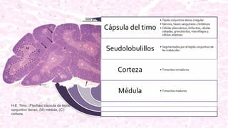 Cápsula del timo
Seudolobulillos
Corteza
Médula
• Tejido conjuntivo denso irregular
• Nervios,Vasos sanguíneos y linfáticos
• Células plasmáticas, linfocitos, células
cebadas, granulocitos, macrófagos y
células adiposas
• Segmentados por el tejido conjuntivo de
las trabéculas
• Timocitos inmaduros
• Timocitos maduros
H-E. Timo. (Flechas) cápsula de tejido
conjuntivo denso, (M) médula, (C)
corteza.
 