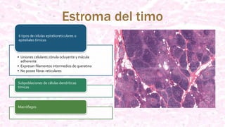 Estroma del timo
• Uniones celulares zónula ocluyente y mácula
adherente
• Expresan filamentos intermedios de queratina
• No posee fibras reticulares
6 tipos de células epitelioreticulares o
epiteliales tímicas
Subpoblaciones de células dendríticas
tímicas
Macrófagos
 