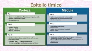 MédulaCorteza
Epitelio tímico
•Barrera hematotímica. Aíslan el parénquima de la
cápsula, trabéculas y vasos
•Zónula ocluyente
Tipo I
•Corteza tímica
•Expresan MHC I y II
•Mácula adherente
Tipo II
•Límite corticomedular, aislamiento de la corteza
•Zónula ocluyente
•Expresan MHC I y II; selección positiva
•Forman complejos de células nodrizas del timo
Tipo III
•Lado medular de la unión corticomedular
•Aislamiento del compartimiento cortical
•Zónulas ocluyentes
Tipo IV
•Distribuidas en la médula
•Desmosomas
•Sostén para los timocitos medulares
•Núcleo pálido
Tipo V
•Corpúsculos de Hassal o Tímicos: Complejos multicelulares
concéntricos 100 μm, núcleo aplanado
•Producen filamentos intermediois de queratina (gránulos de
queratohialina
•Desmosomas
Tipo VI
 