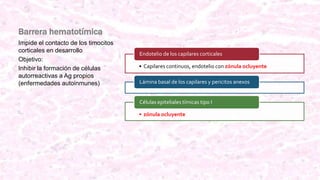 Barrera hematotímica
• Capilares continuos, endotelio con zónula ocluyente
Endotelio de los capilares corticales
Lámina basal de los capilares y pericitos anexos
• zónula ocluyente
Células epiteliales tímicas tipo I
Impide el contacto de los timocitos
corticales en desarrollo
Objetivo:
Inhibir la formación de células
autorreactivas a Ag propios
(enfermedades autoinmunes)
 