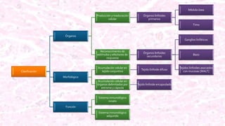 Clasificación
Órganos
Producción y maduración
celular
Órganos linfoides
primarios
Médula ósea
Timo
Reconocimiento de
estímulos y efectores de
respuesta
Órganos linfoides
secundarios
Ganglios linfáticos
Bazo
Tejidos linfoides asociados
con mucosas [MALT]
Morfológico
Acumulación celular en
tejido conjuntivo
Tejido linfoide difuso
Acumulación celular en
órganos delimitados por
estroma y cápsula
Tejido linfoide encapsulado
Función
Sistema inmunológico
innato
Sistema inmunológico
adquirido
 