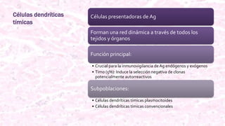 Células dendríticas
tímicas
Células presentadoras de Ag
Forman una red dinámica a través de todos los
tejidos y órganos
Función principal:
• Crucial para la inmunovigilancia de Ag endógenos y exógenos
• Timo (5%): Induce la selección negativa de clonas
potencialmente autorreactivos
Subpoblaciones:
• Células dendríticas tímicas plasmocitoides
• Células dendríticas tímicas convencionales
 