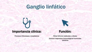 Ganglio linfático
Importancia clínica:
Procesos infecciosos o neoplásicos
Función:
Filtrar linfa de moléculas y células
Generar respuestas inmunológicas humorales
celulares
 