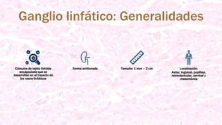 Ganglio linfático: Generalidades
Cúmulos de tejido linfoide
encapsulado que se
desarrollan en el trayecto de
los vasos linfáticos
Forma arriñonada Tamaño: 1 mm – 2 cm Localización:
Axilar, inguinal, poplítea,
retroclavicular, cervical y
mesentérica
 