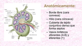Anatómicamente:
– Borde libre (cara
convexa)
– Hilio (cara cóncava)
– Cubierta de tejido
conjuntivo denso que
forma septos
– Vasos linfáticos
aferentes (4-8) y
eferentes (1)
 