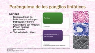 Parénquima de los ganglios linfáticos
• Corteza
– Cúmulo denso de
linfocitos surcados por
trabéculas y senos
– Organizado por nódulos:
Posee centros
germinales
– Tejido linfoide difuso
• Linfocitos B
Periferia
• LinfocitosT
• Células interdigitantes (células dendríticas)
Zona internodular y
paracorteza
Venas poscapilares de endotelio alto (Paracorteza), endotelio cúbico que permite la translocación linfocitaria por diapedesis en el ganglio linfático
•(a) 400x; H&E
•(b) VPEA, linfocitos (flechas). 400x; PT)
•(c) Endotelio (flechas) 500x
 