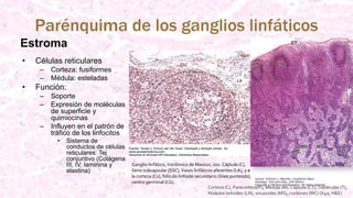 Parénquima de los ganglios linfáticos
Estroma
• Células reticulares
– Corteza: fusiformes
– Médula: esteladas
• Función:
– Soporte
– Expresión de moléculas
de superficie y
quimiocinas
– Influyen en el patrón de
tráfico de los linfocitos
• Sistema de
conductos de células
reticulares: Tej
conjuntivo (Colágena
III, IV, laminina y
elastina)
Ganglio linfático, tricrómico de Masson, 10x. Cápsula (C),
Seno subcapsular (SSC),Vasos linfáticos aferentes (LA), y en
la corteza (Cx), folículo linfoide secundario (línea punteada),
centro germinal (CG).
Corteza (C), Paracorteza(P), Médula (M). Cápsula (CT),Trabéculas (T),
Nódulos linfoides (LN), sinusoides (MS), cordones (MC) (X40; H&E)
 