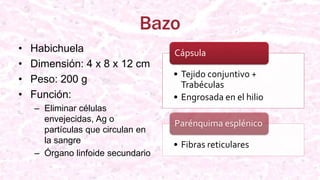 Bazo
• Habichuela
• Dimensión: 4 x 8 x 12 cm
• Peso: 200 g
• Función:
– Eliminar células
envejecidas, Ag o
partículas que circulan en
la sangre
– Órgano linfoide secundario
• Tejido conjuntivo +
Trabéculas
• Engrosada en el hilio
Cápsula
• Fibras reticulares
Parénquima esplénico
 