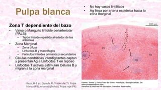 Pulpa blanca
Zona T dependiente del bazo
• Vaina o Manguito linfoide periarteriolar
(PALS):
– Tejido linfoide repartido alrededor de las
arteriolas
• Zona Marginal
– Zona difusa
– Linfocitos B y macrófagos
– Folículos linfoides primarios y secundarios
• Células dendríticas interdigitantes captan
y presentan Ag a Linfocitos T en reposo
• Linfocitos T activos estimulan Células B y
migran a la zona marginal
• No hay vasos linfáticos
• Ag llega por arteria esplénica hacia la
zona marginal
Bazo, H-E 4x. Cápsula ©.Trabécula (T). Pulpa
blanca (PB), Arterias (flechas), Pulpa roja (PR).
 