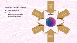 Sistema inmune innato
1era línea de defensa
Función:
Eliminar o inactivar los
agentes patógenos
Participan
tanto
células
como
proteínas
Promueve la
inflamación
localizada
Macrófagos
Neutrófilos
Eosinófilos
Basófilos
Mastocitos
Natural Killer
 