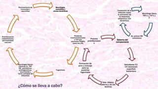 ¿Cómo se lleva a cabo?
Macrófagos,
neutrófilos y
células dendríticas
Proteínas
transmembranales
o TLR que
reconocen PAMPs
como los LPS
Fagocitosis
Macrófagos liberan
citocinas (IL, TNF,
INF, quimiocinas,
prostaglandinas,
leucotrienos y
factor activador de
plaquetas)
Proinflamación
(vasodilatación,
permeabilidad
vascular)
Reclutamiento de
monocitos y
neutrófilos
Sistema del
complemento
Iniciadores C1-
C4 reconocen
superficie
bacteriana
Vías: clásica,
alterna y de las
lectinas
Formación de
poro y marcaje
para su
posterior
fagocitosis
Proceso
proinflamatori
o
Macrófago libera
TNF-α y INFα y
β
Se activan NK
(citotóxico)
Contención de la
infección hasta
la activación de
la respuesta
adaptativa (Cél
dendrítica)
 