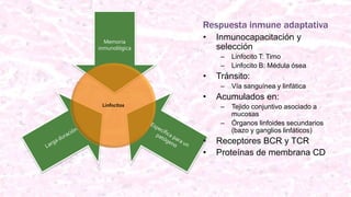 Respuesta inmune adaptativa
Memoria
inmunológica
Linfocitos
• Inmunocapacitación y
selección
– Linfocito T: Timo
– Linfocito B: Médula ósea
• Tránsito:
– Vía sanguínea y linfática
• Acumulados en:
– Tejido conjuntivo asociado a
mucosas
– Órganos linfoides secundarios
(bazo y ganglios linfáticos)
• Receptores BCR y TCR
• Proteínas de membrana CD
 