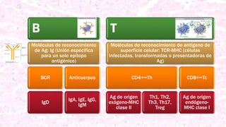 B
Moléculas de reconocimiento
de Ag: Ig (Unión específica
para un solo epítopo
antigénico)
BCR
IgD
Anticuerpos
IgA, IgE, IgG,
IgM
T
Moléculas de reconocimiento de antígeno de
superficie celular: TCR-MHC (células
infectadas, transformadas o presentadoras de
Ag)
CD4+=Th
Ag de origen
exógeno-MHC
clase II
Th1, Th2,
Th3, Th17,
Treg
CD8+=Tc
Ag de origen
endógeno-
MHC clase I
 