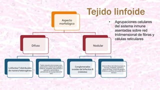 Tejido linfoide
• Agrupaciones celulares
del sistema inmune
asentadas sobre red
tridimensional de fibras y
células reticulares
Aspecto
morfológico
Difuso
LinfocitosT distribuidos
de manera heterogénea
Tejido conjuntivo de mucosas y piel,
paracorteza y médula de los gánglios
linfáticos, amígdalas, placas de Peyer,
apéndice y vaina linfática
periarteriolar de la pulpa blanca del
bazo
Nodular
Conglomerados
ovoides de linfocitos B
(nódulos)
Entre el difuso de la lámina propia de
mucosas, amígdalas, apéndice y
placas de Peyer, corteza de ganglios
linfáticos y periferia de la pulpa blanca
del bazo
 