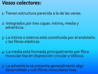 Vasos colectores:
1-Tienen estructura parecida a la de las venas.
2- Integrados por tres capas: íntima, media y
adventicia.
3- La íntima o interna está constituida por el endotelio
y las fibras elásticas.
4- La media está formada principalmente por fibra
muscular lisa en disposición circular y oblicua.
5- La adventicia se presenta generalmente algo
desarrollada y con fibras musculares lisas.
 