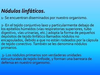 Nódulos linfáticos.
1- Se encuentran diseminados por nuestro organismo.
2- En el tejido conjuntivo laxo y particularmente debajo de
los epitelios húmedos (vías respiratorias superiores, tubo
digestivo, vías urinarias, etc.) adopta la forma de pequeños
depósitos de tejido linfático llamados nódulos no
encapsulados, debido a que no están rodeados por la cápsula
de tejido conectivo.También se les denomina nódulos
primarios.
3- Los nódulos primarios son verdaderas unidades
estructurales de tejido linfoide, y forman una barreara de
defensa en nuestro organismo.
 